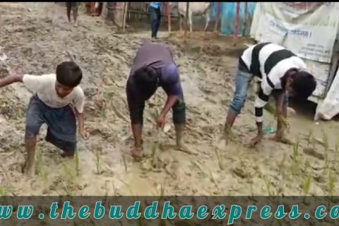 महोत्तरीमा सडकमै धान रोपेर गरे जनप्रतिनिधिको विरोध