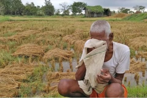 बेमाैसमी वर्षाले तीन प्रदेशमा दुई लाख ५८ हजार मेट्रिकटन धान नष्ट