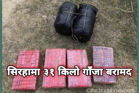 सिरहामा ३१ किलो गाँजा बरामद