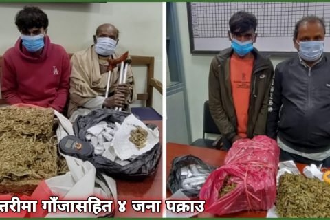 प्रदेश २: महोत्तरीमा गाँजासहित ४ जना पक्राउ